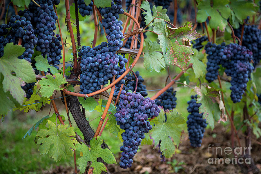 Italian Vineyard - Ripe Grapes - Barolo Piemonte Italy Photograph