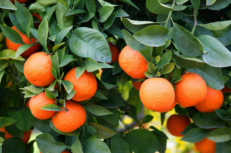 Ripe oranges growing on tree. Photograph by Rosemary Calvert