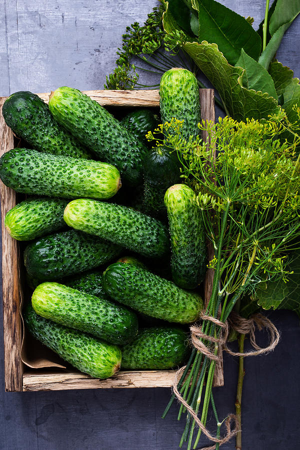 Ripe organic cucumbers Photograph by Istetiana