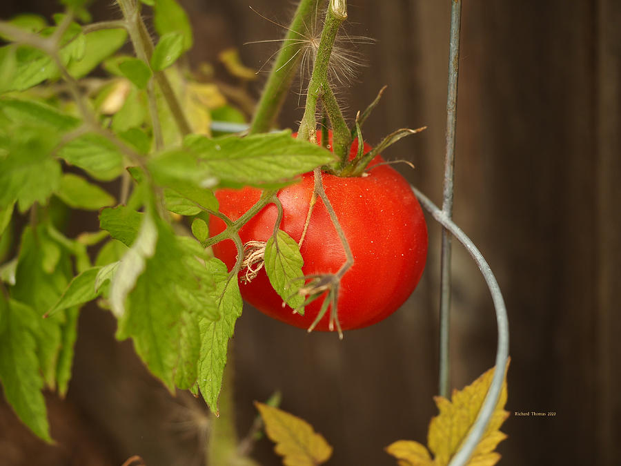 Ripe Tomato Photograph by Richard Thomas