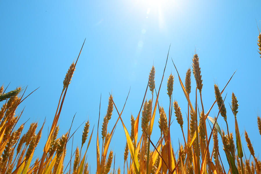 Ripe wheat under blue sky and sun. Photograph by Bozhdb