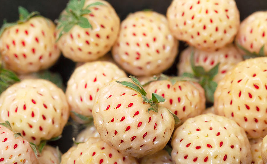 Ripe White strawberries, pineberries Photograph by Discovod
