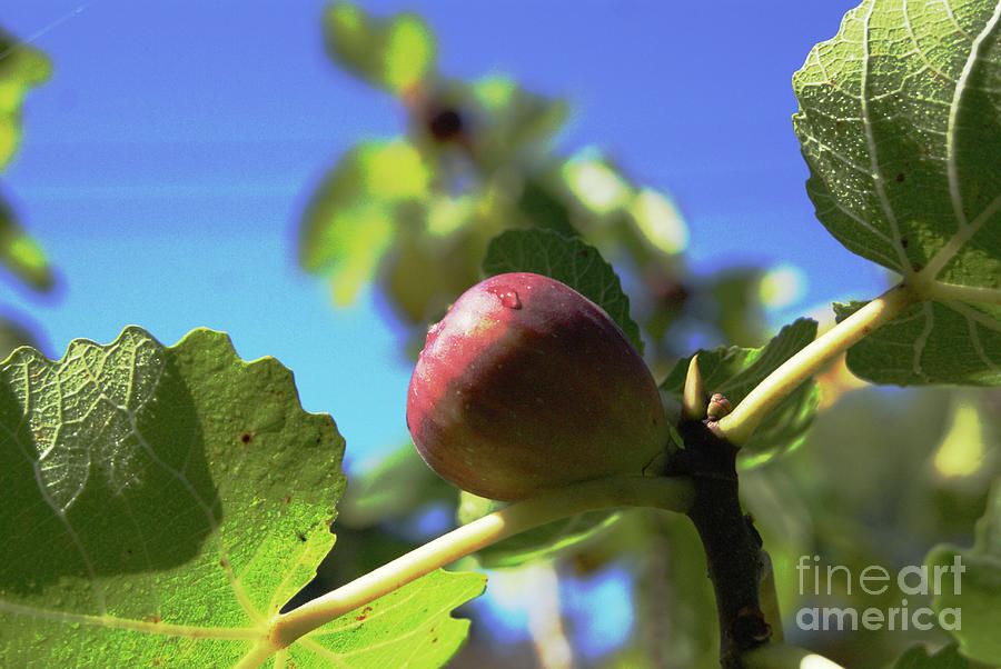 Ripend Fig Photograph by Margie Avellino