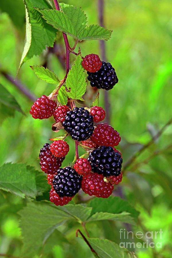Ripening Berries Photograph