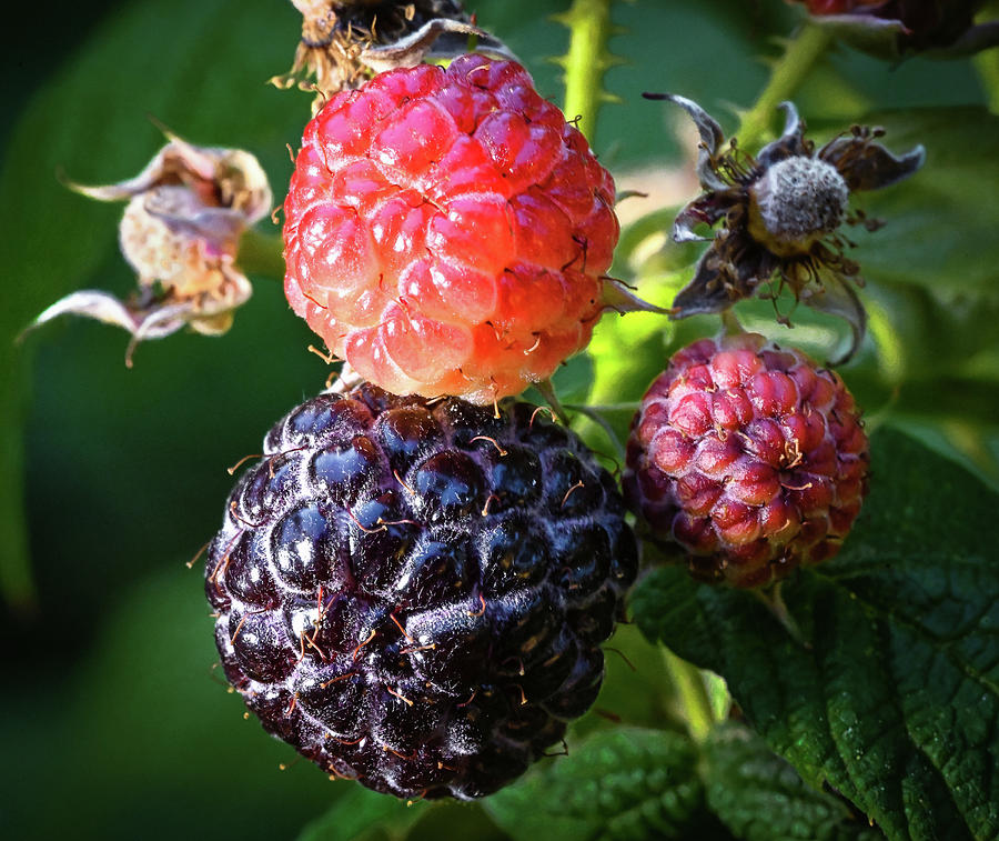 Ripening Blackberries Photograph by Steven Nelson