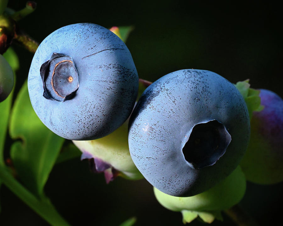 Ripening Blueberries Photograph by Steven Nelson