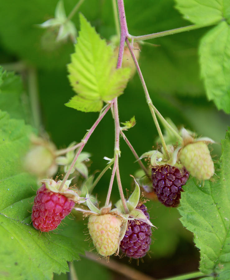 Ripening Boysenberries Photograph by Her Arts Desire