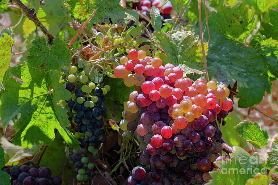 Ripening Cavus Grapes Photograph by Bob Phillips