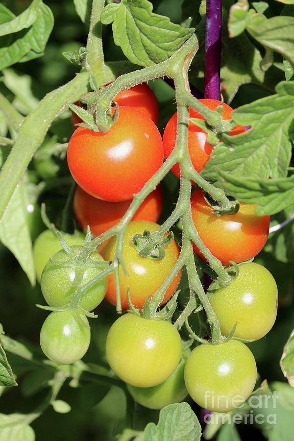 Ripening Cherry Tomatoes Photograph by Carol Groenen