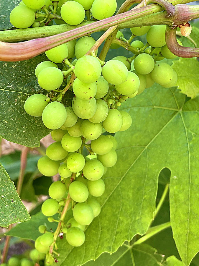 Ripening Green Grapes Photograph by Jill Love
