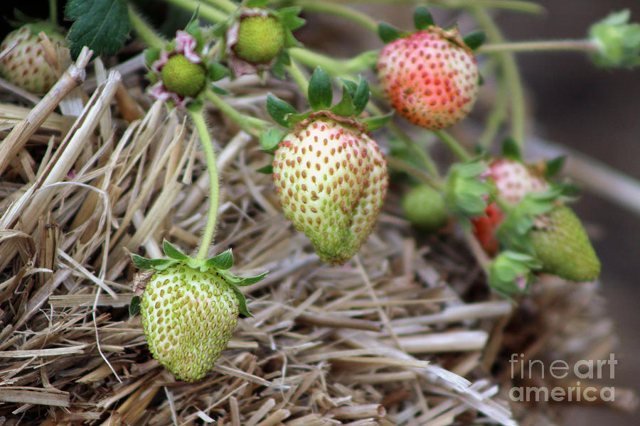 Ripening Strawberries Photograph Photograph by Colleen Cornelius