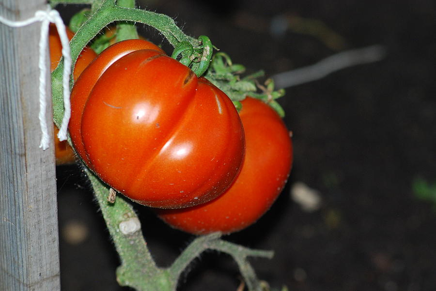 Ripening Tomatoes Photograph