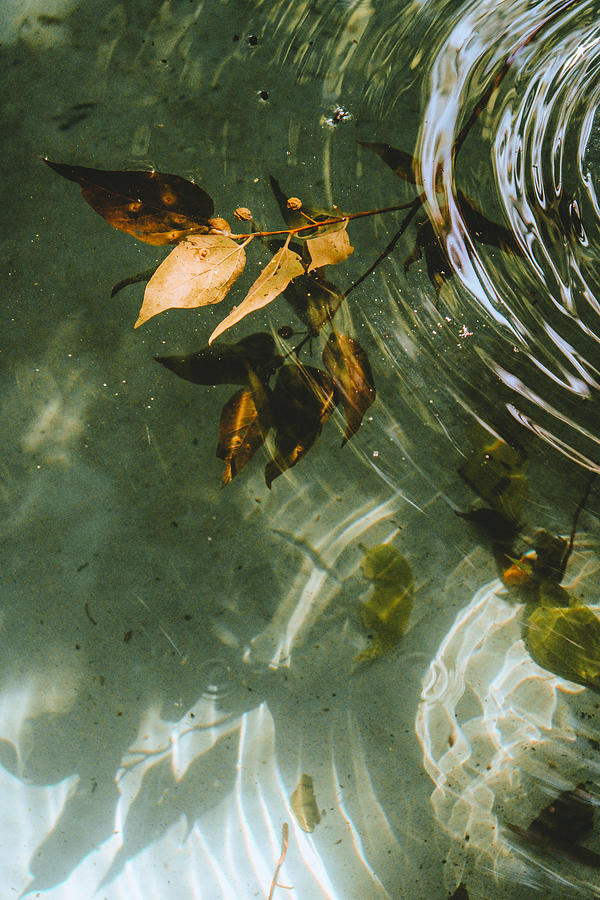 Ripples, Leaves, and Reflections  Photograph by W Craig Photography