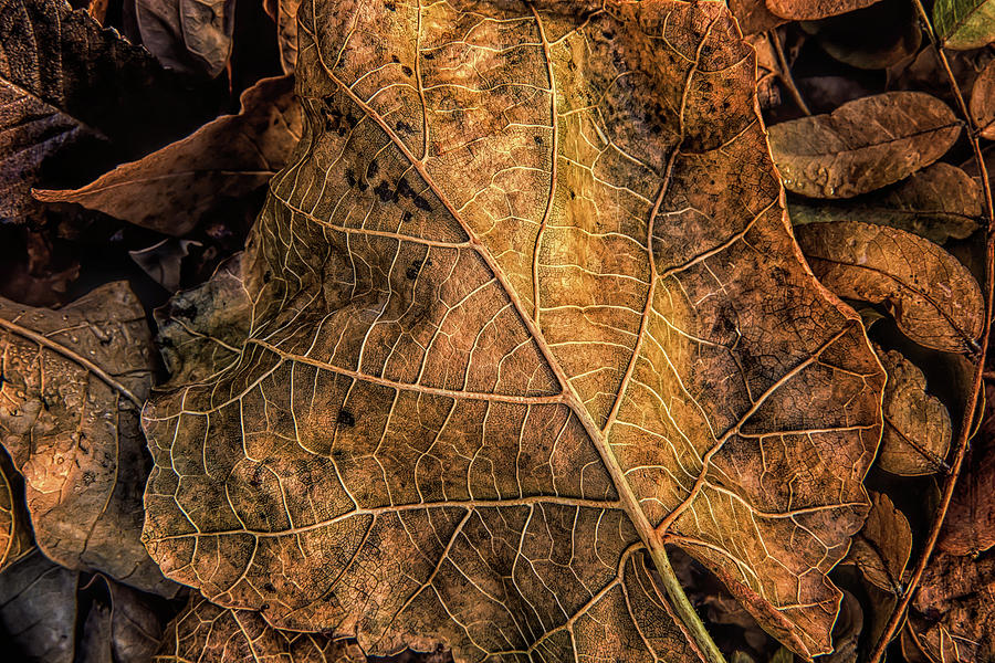 Ripples of Autumn Photograph by Steve Sullivan