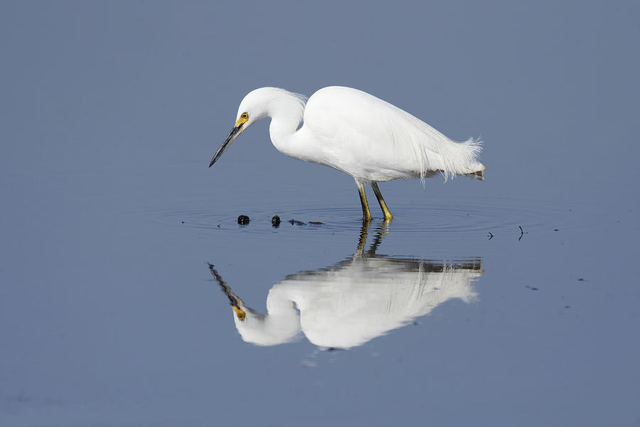 Ripples -- Snowy Egret at the Merced National Wildlife Refuge, California Photograph by Darin Volpe