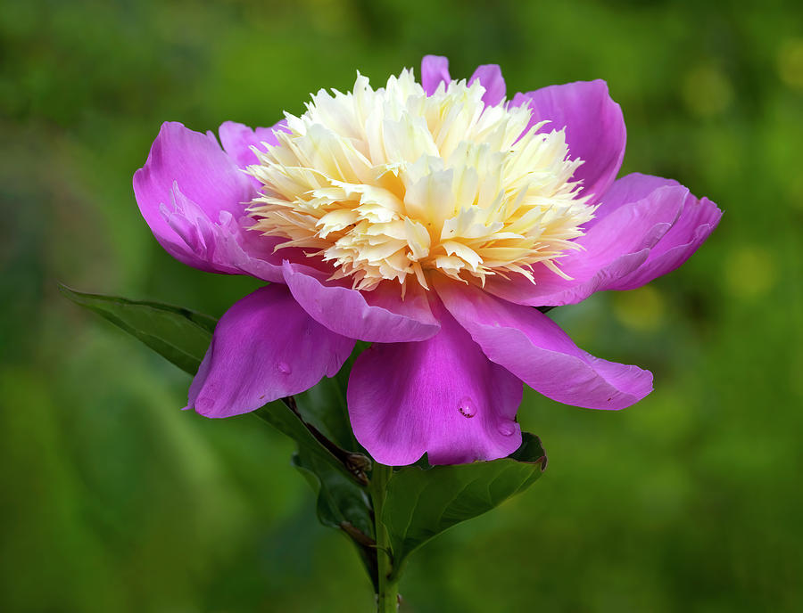 Rippon Lodge Peony Photograph by Art Cole