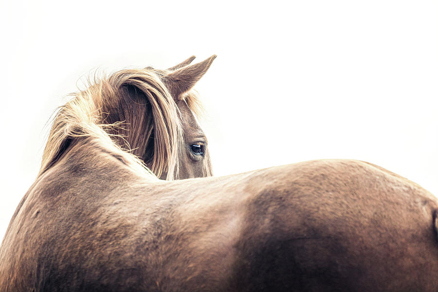 Risco - Horse Art Photograph by Lisa Saint