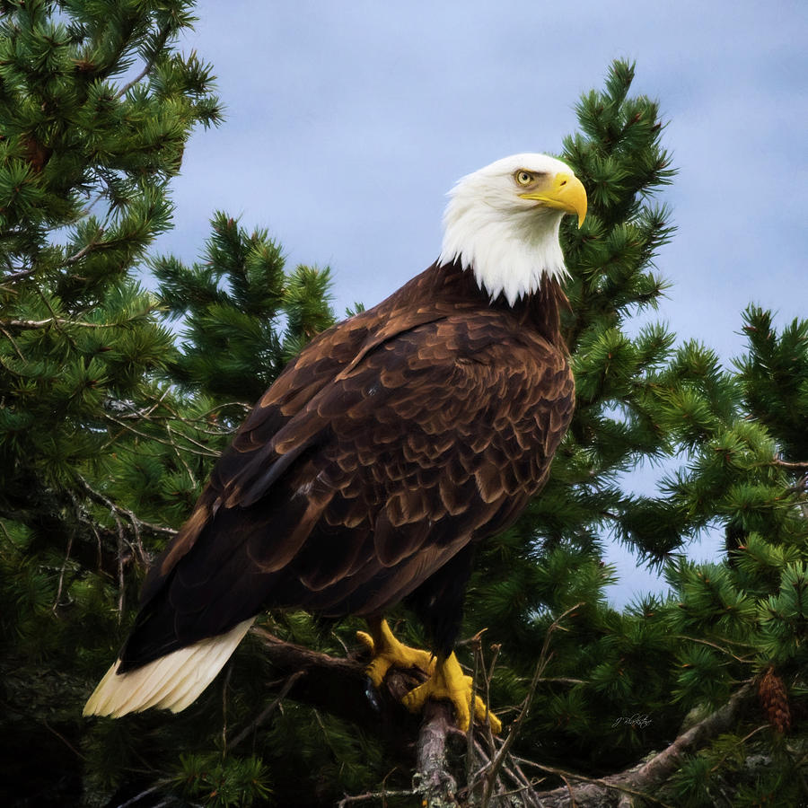 Rise Above - Eagle Art Photograph by Jordan Blackstone