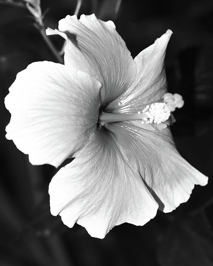 Rise And Shine Bw Hibiscus Photograph