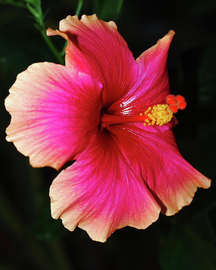 Rise and Shine Hibiscus 8x10 Photograph by Connie Fox