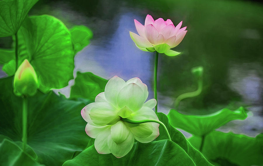 Rise of the Lotus Photograph by Kevin Lane