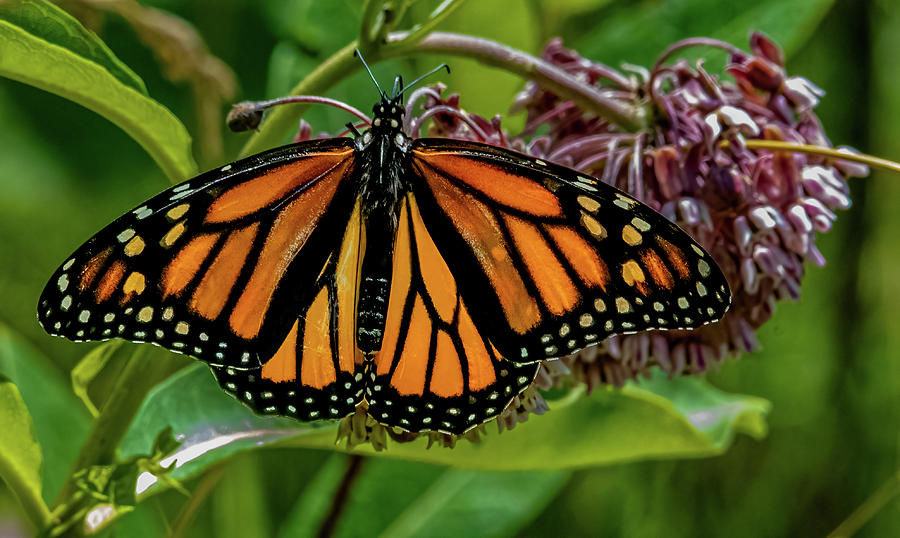 Rise of the Monarch Photograph by Brian Shoemaker