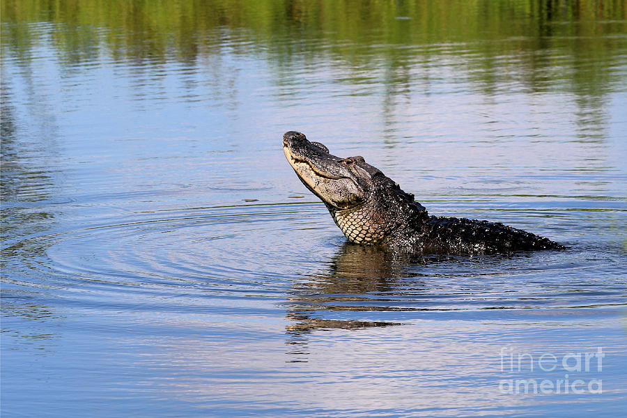 Rise Up Alligator Photograph