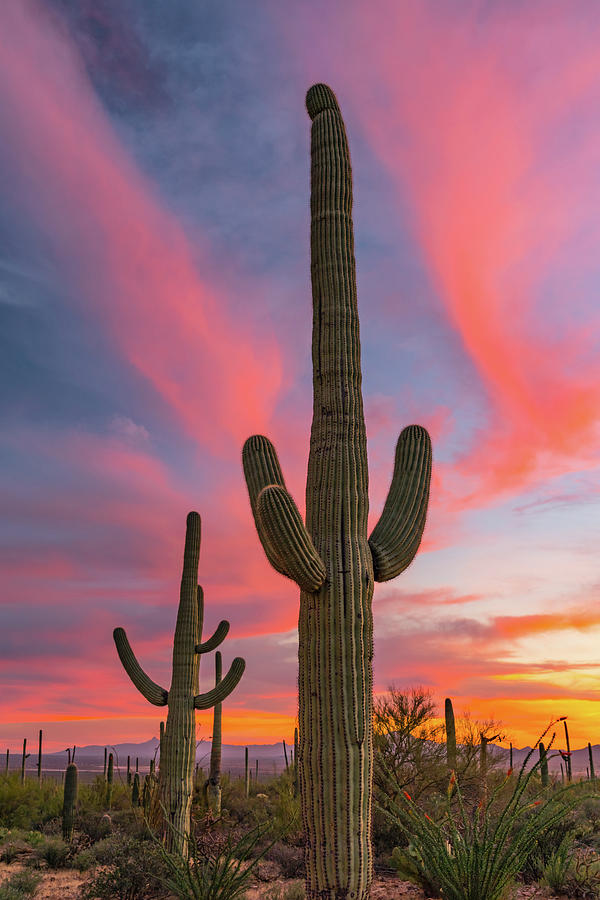 Rise Up to the Sky Photograph by Steve Luther - Fine Art America