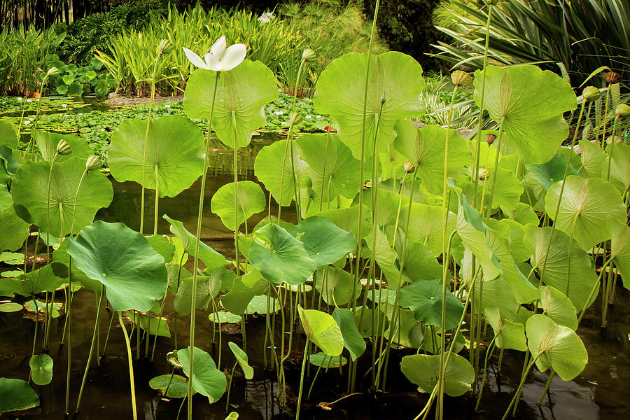 Rising Above - Water Lotus at Huntington Botanical Gardens Photograph by Belinda Greb