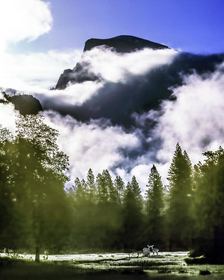 Rising Clouds And Deer, Half Dome, Yosemite National Park, California Photograph by Don Schimmel