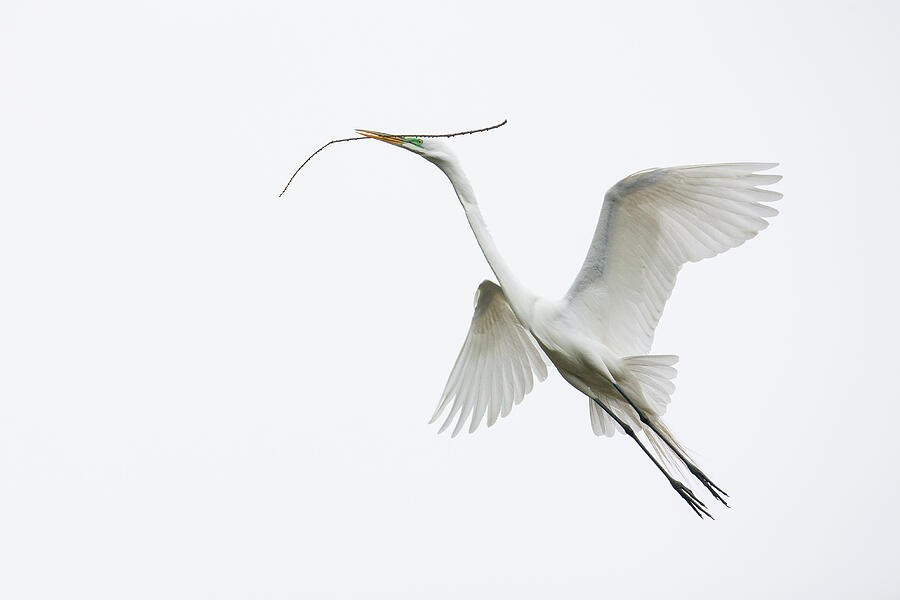 Rising Egret with Nesting Material Photograph by Daniel Fleming Rising Egret with Nesting Material Photograph by Daniel Fleming