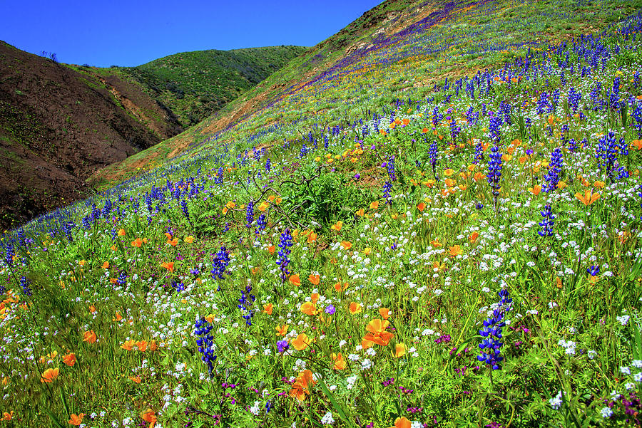 Rising From the Ashes - Superbloom 2019 Photograph by Lynn Bauer