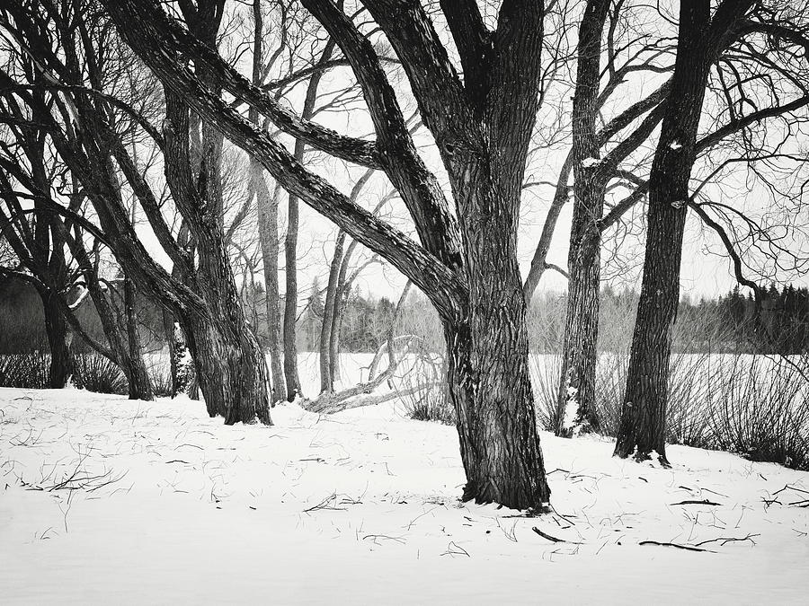 Rising from the snow bw Photograph by Jouko Lehto