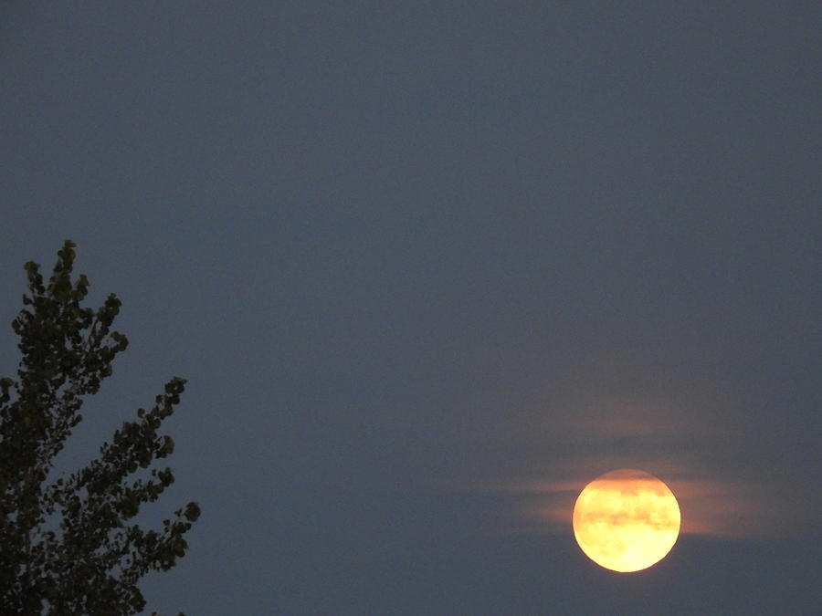 Rising Moon Photograph by Amanda R Wright