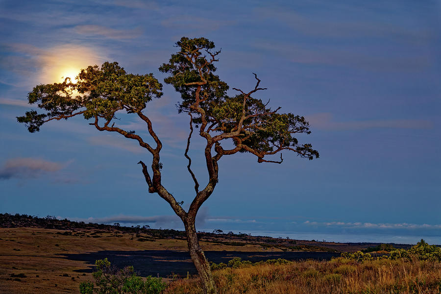Rising Moon Behind Koa Tree Photograph by Heidi Fickinger