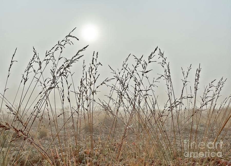 Rising Sun Lifts A Fog, Foggy Autumn Morning,  Photograph by Tatiana Bogracheva