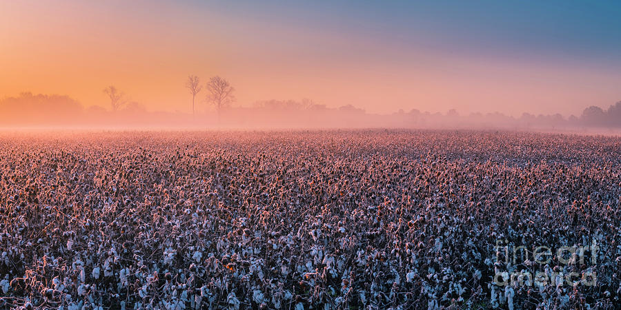 Rising sun over cotton plantation in Tennessee Panorama Photograph by Ranjay Mitra