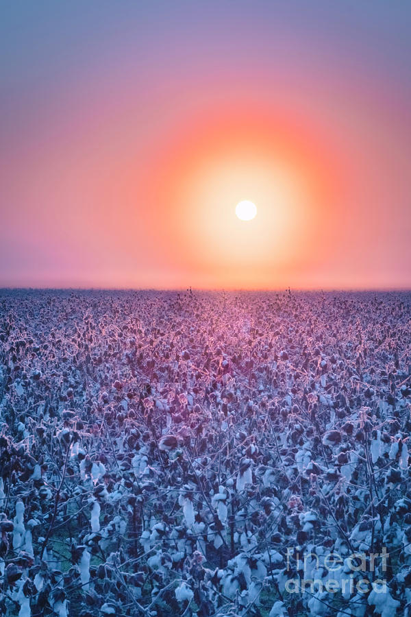 Rising Sun over Cotton Plantation Photograph by Ranjay Mitra