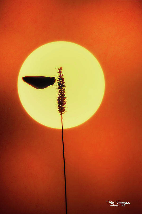 Rising Sun Photograph by Peg Runyan