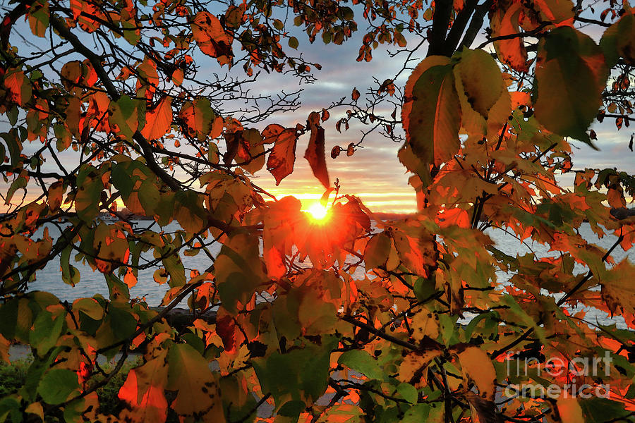 Rising Sun Through Foliage Photograph