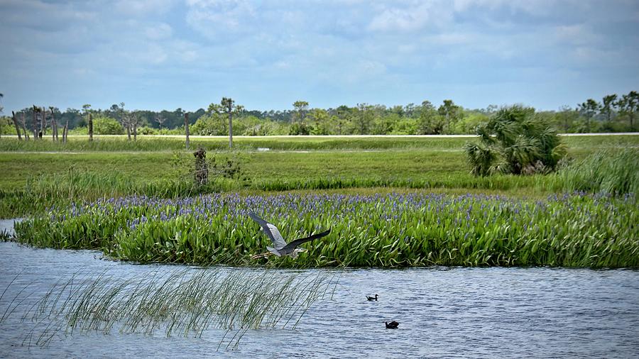 Ritch Grissom Memorial Wetlands Photograph by Carol Bradley
