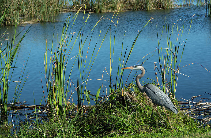 Ritch Grissom Wetlands - Viera, Florida Photograph by Ben Prepelka