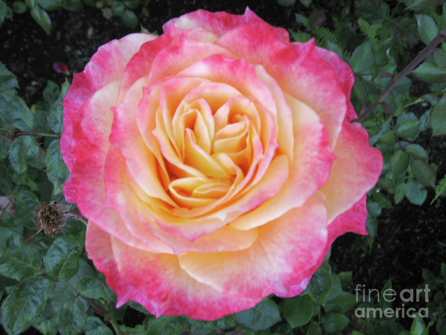 Ritzy Pink and Yellow Rose Photograph by Conni Schaftenaar