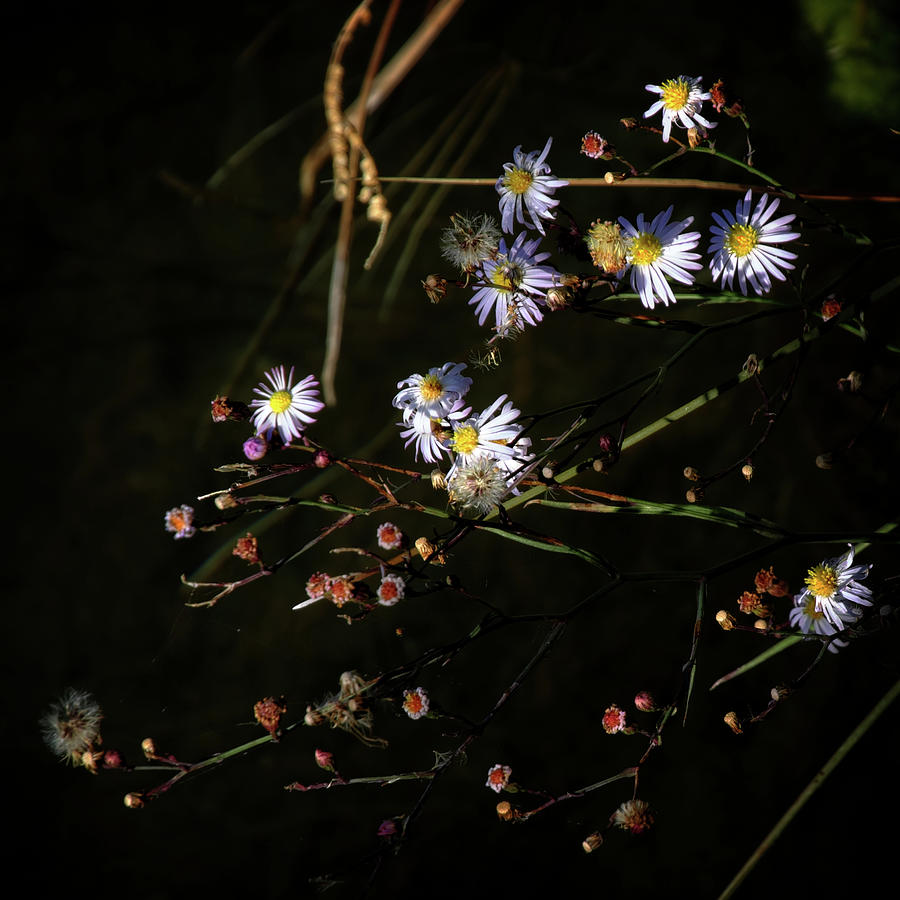 River Bank Blooms Photograph by George Taylor