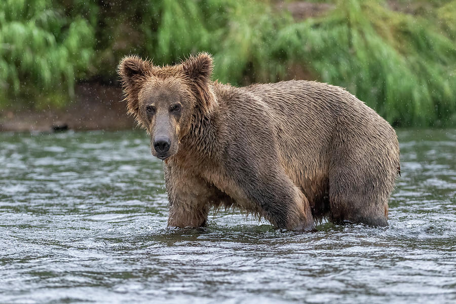 River Bear 2 Photograph by Randy Robbins