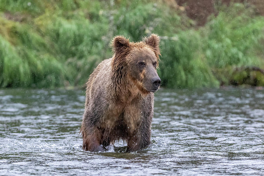 River Bear Photograph by Randy Robbins