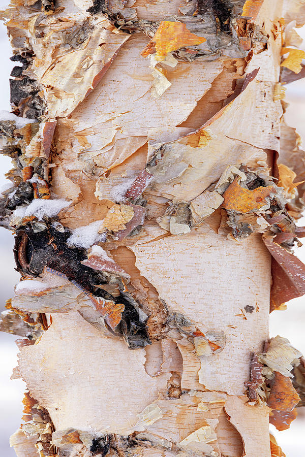 River Birch Bark Abstract II Photograph by Patti Deters