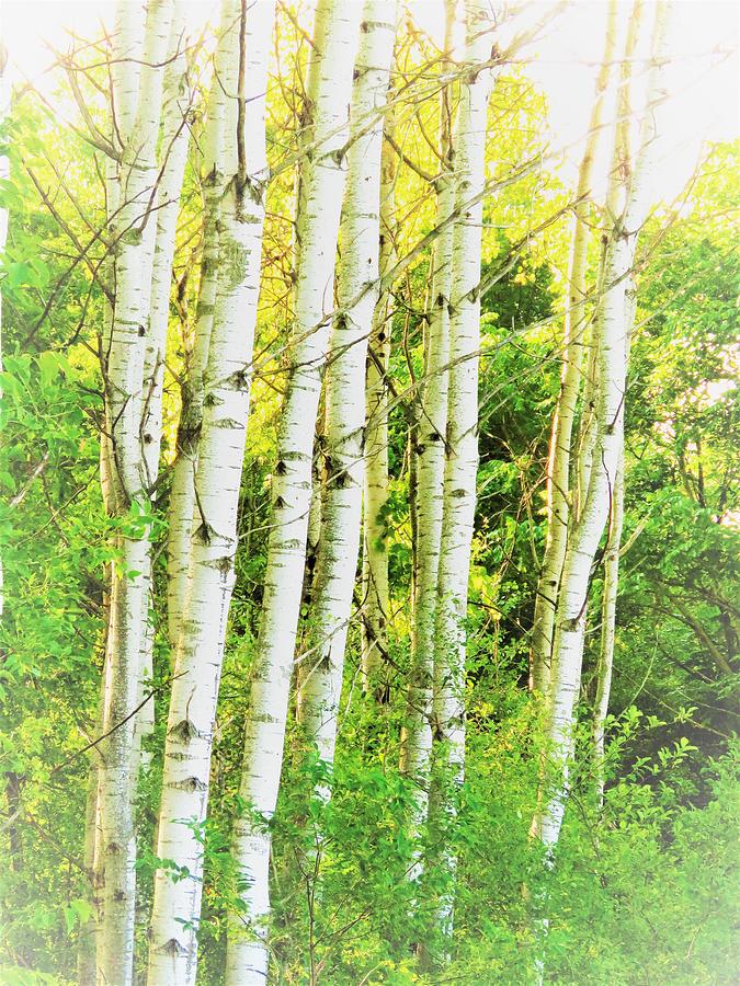 River Birch Photograph by Lori Frisch