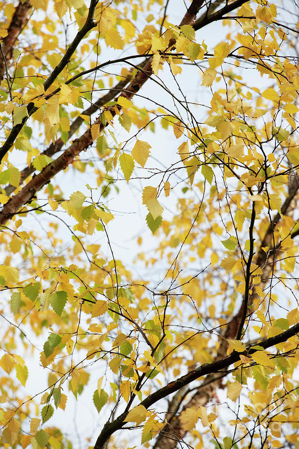River Birch Tree Canopy in Autumn Photograph by Tim Gainey