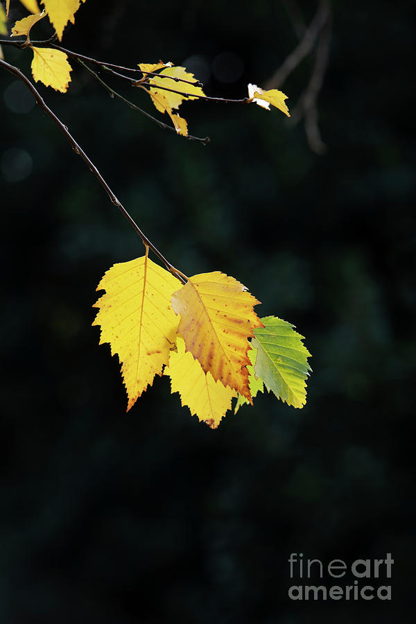 River Birch Tree Leaves in Autumn Photograph by Tim Gainey